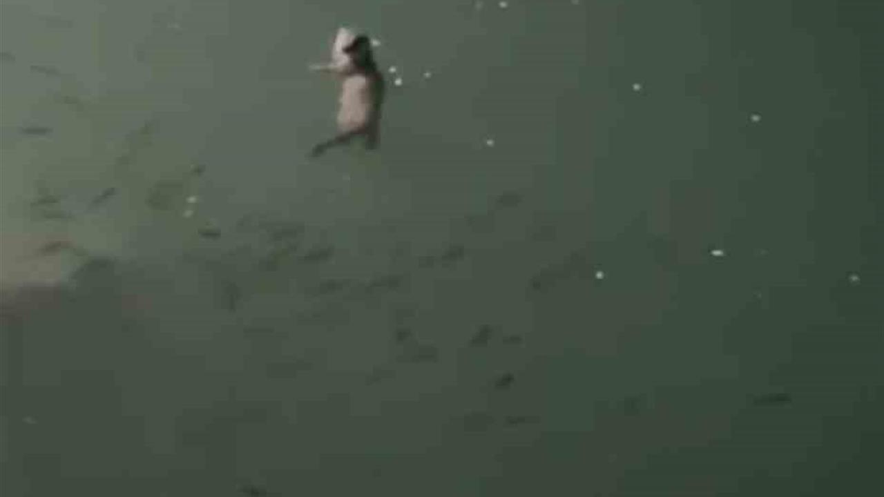 Tunceli'de Munzur Nehri'nde Su Samuru Görüntülendi