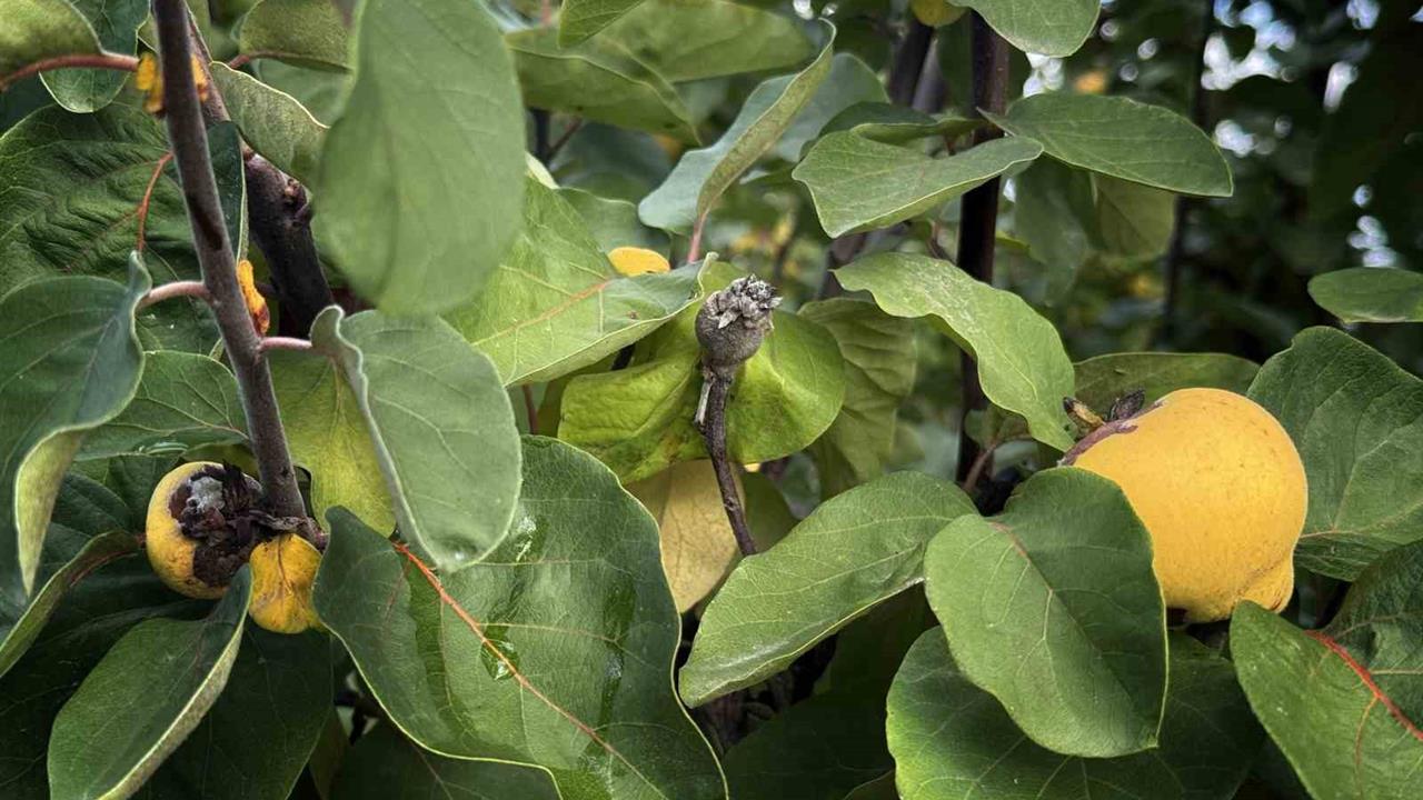 Sakarya Pamukova'da Dondan Dolayı Ayva Rekoltesi Büyük Oranda Düştü