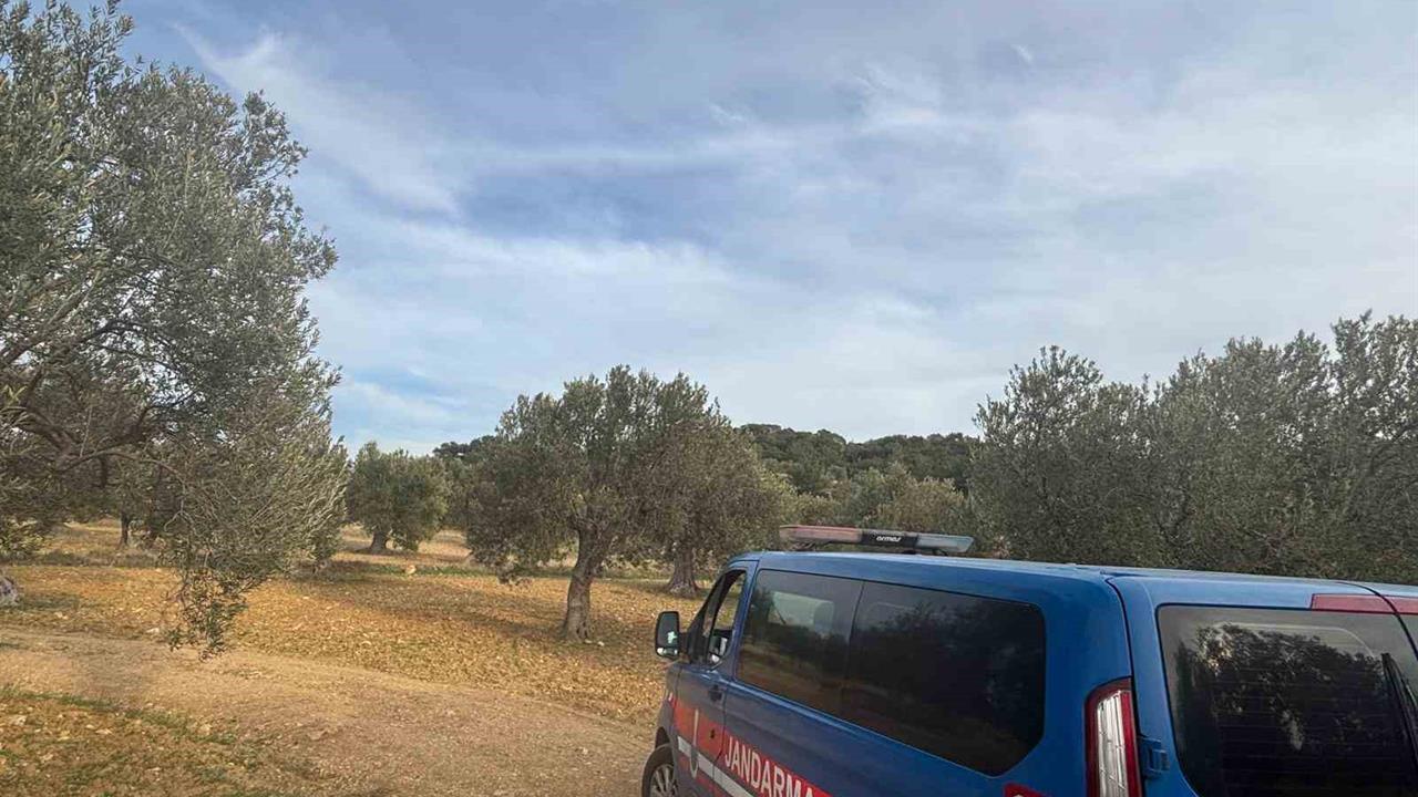 Aliağa İzmir'de Zeytin Hasadı Sezonu Başladı, Güvenlik Önlemleri Artırıldı