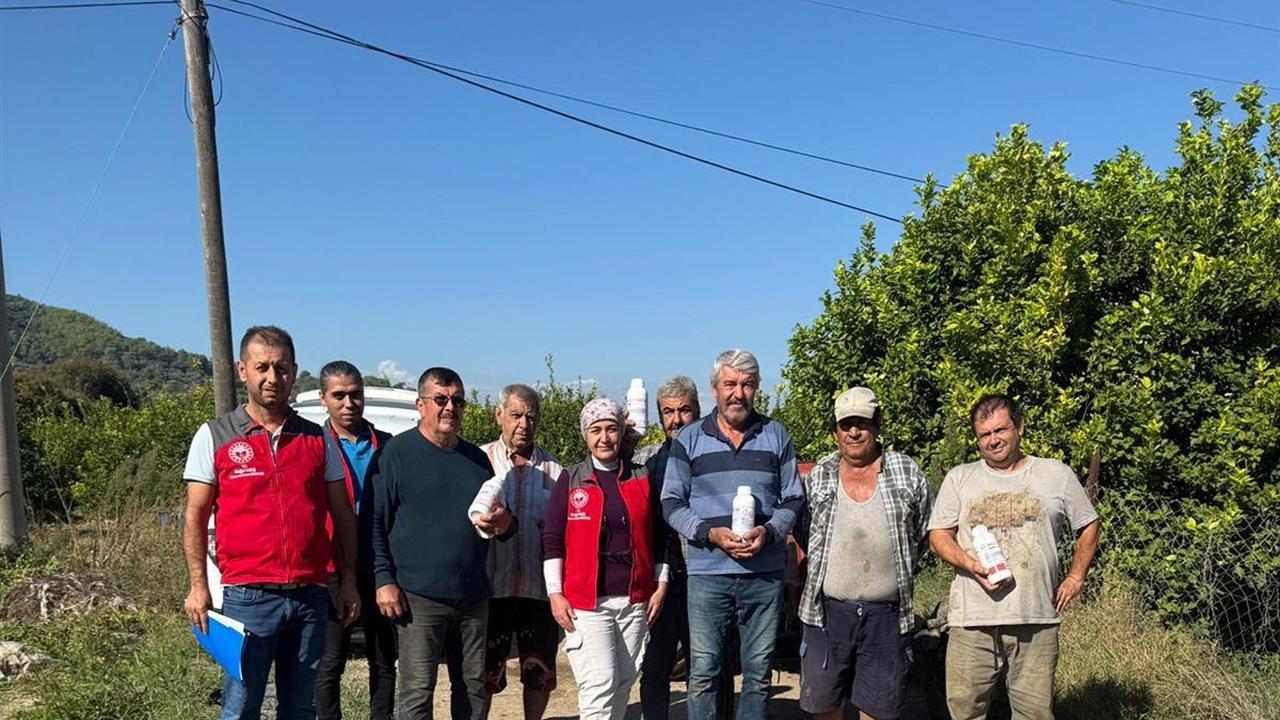 Muğla Ortaca'da Narenciye Bahçelerinde Zararlılarla Mücadele Devam Ediyor