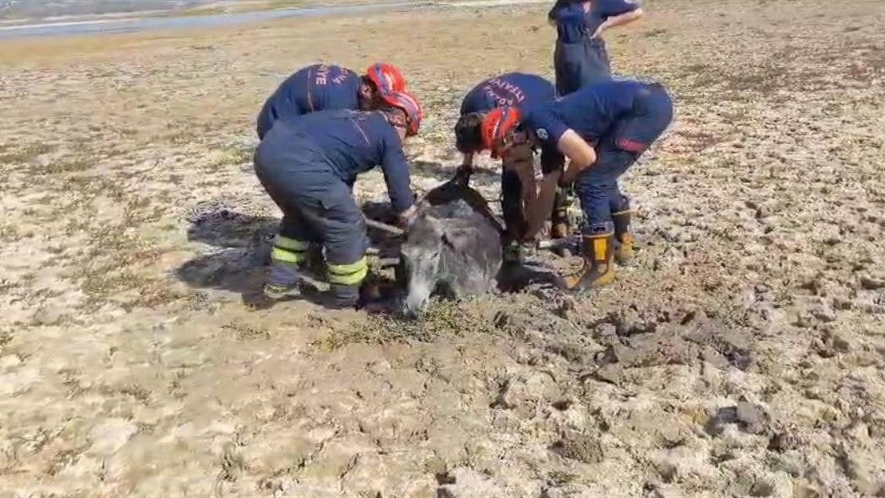 Adana Seyhan'da Çamura Saplanan Eşek İtfaiye Ekipleri Tarafından Kurtarıldı