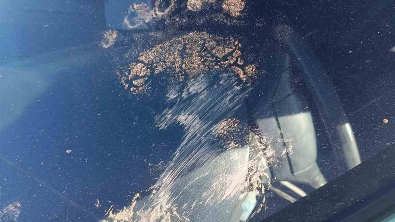 Gümüşhane Kürtün'de Park Halindeki Araca Ayı Saldırdı