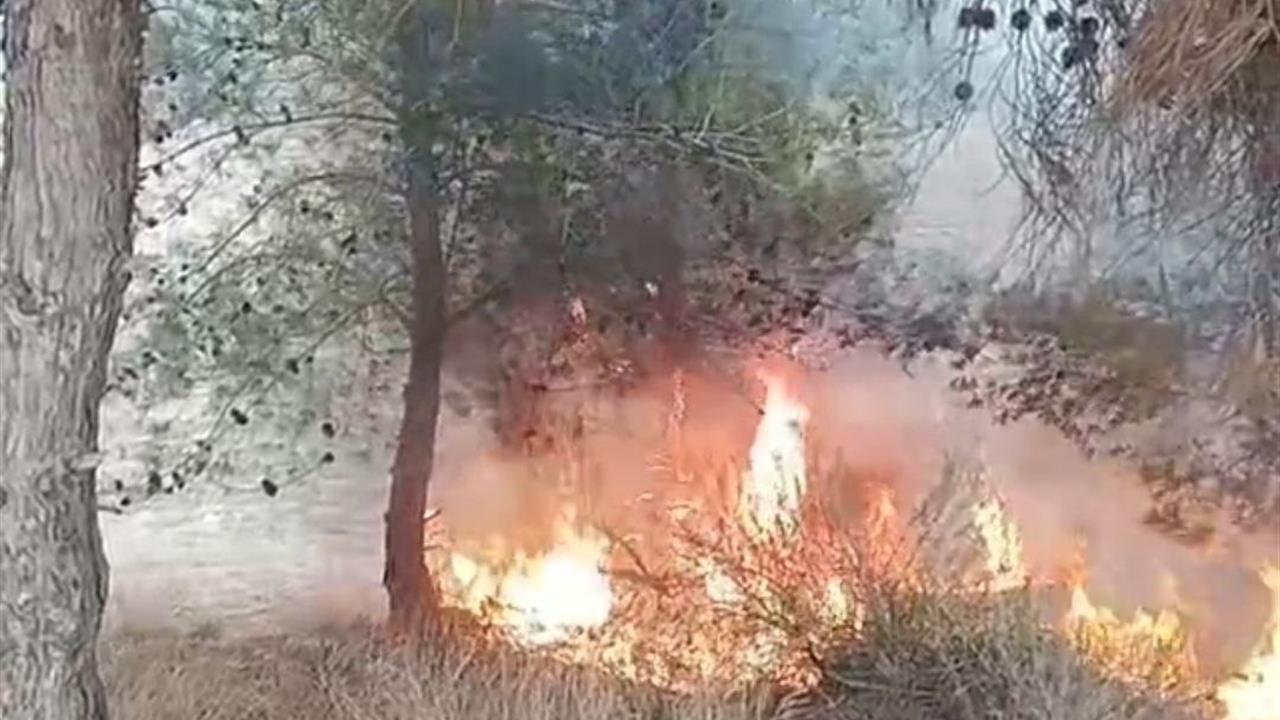 Adana Sarıçam'da Çocuğun Çıkardığı Yangında 100 Zeytin Ağacı Zarar Gördü