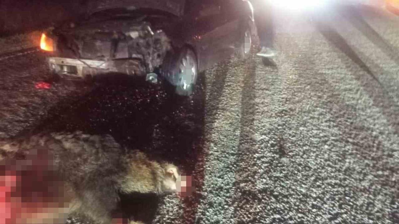 Bolu Mudurnu'da Domuza Çarpan Araçta 1 Kişi Yaralandı