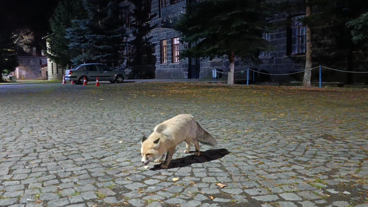 Kars Merkez'de Bir Vatandaş Tilkiye Bisküvi Verdi