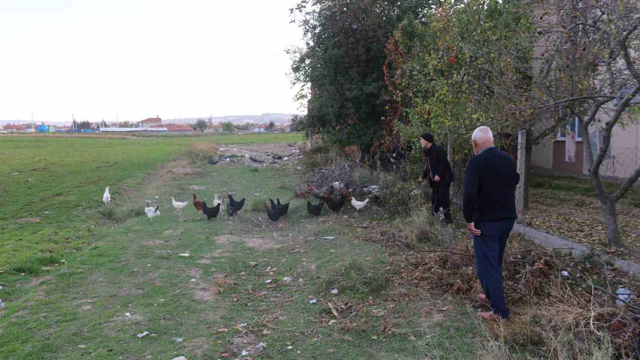 Eskişehir Tepebaşı'nda Köpeklerin Saldırısına Uğrayan Mahalleli Hayvanlarını Korumak İçin Çobanlık Yapıyor