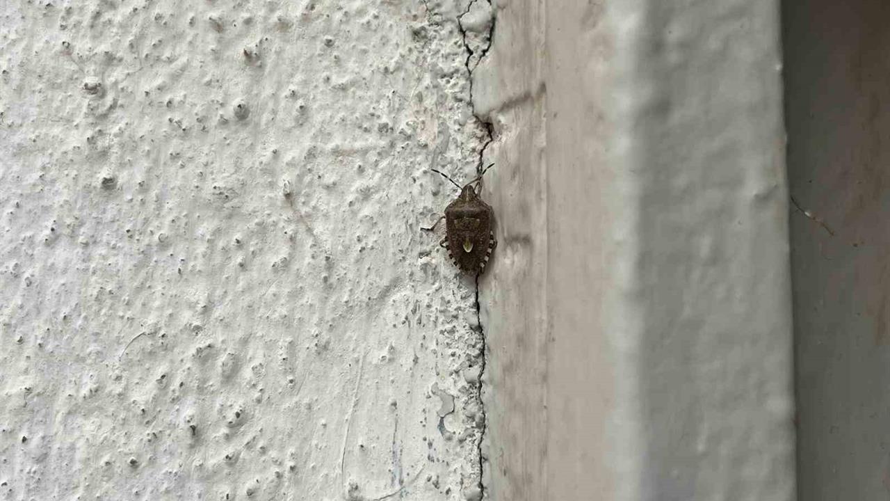 Bayburt'ta Kahverengi Kokarca Böceği Şingah Mahallesi'nde Görüldü