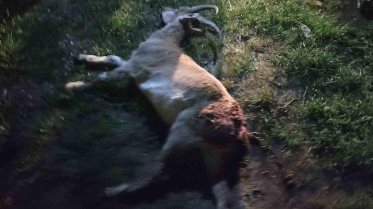 Konya Seydişehir'de Kaçak Yaban Keçisi Avlayan 3 Kişiye 1 Milyon 880 Bin TL Ceza Kesildi