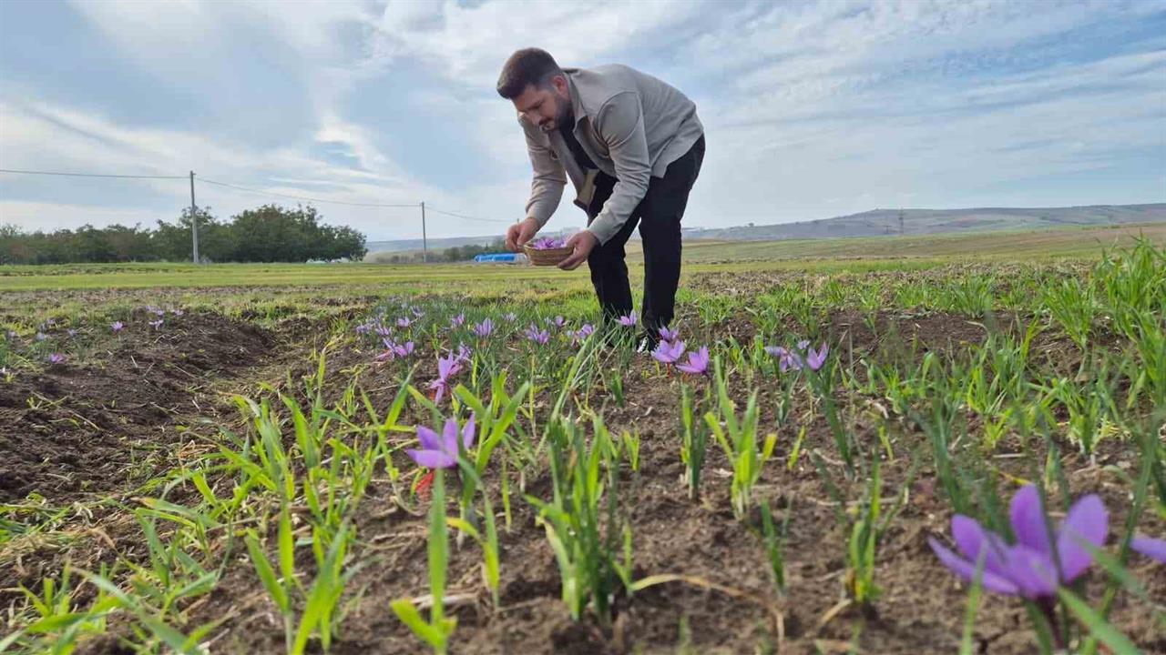 Tekirdağ'da Yetiştirilen Baharatın Kilosu 600 Bin TL'ye Ulaştı