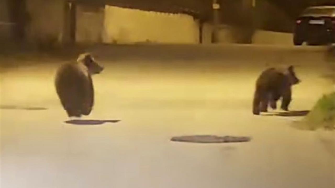 Karabük Safranbolu'da Araç Sürücüsü Yolda İki Yavru Ayıyı Görüntüledi