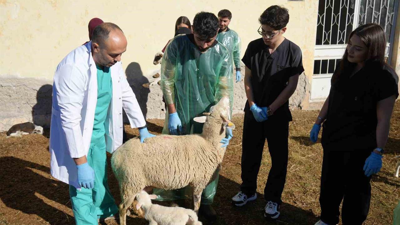 Kastamonu İhsangazi'de Koyun Yetiştiriciliği Projesi Kapsamında 13 Koyundan 24 Kuzu Doğdu