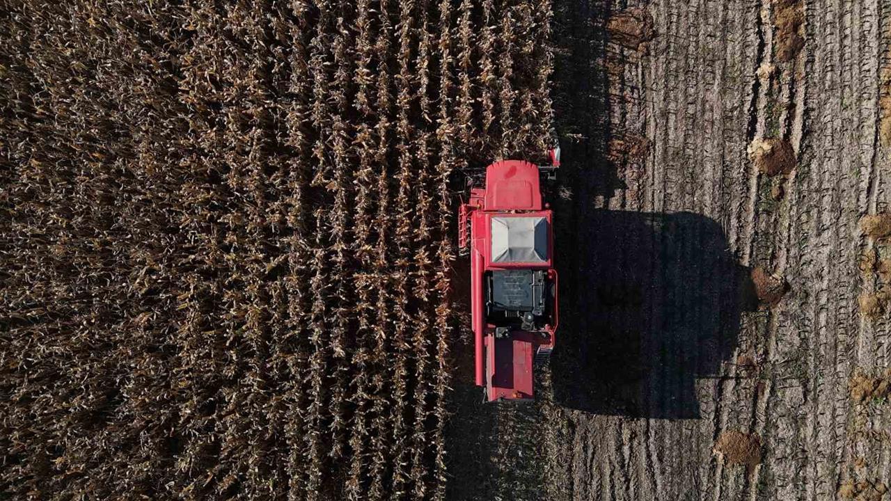 Bolu’da Dane Mısır Hasadı Başladı, Kuraklık Verimi Düşürdü