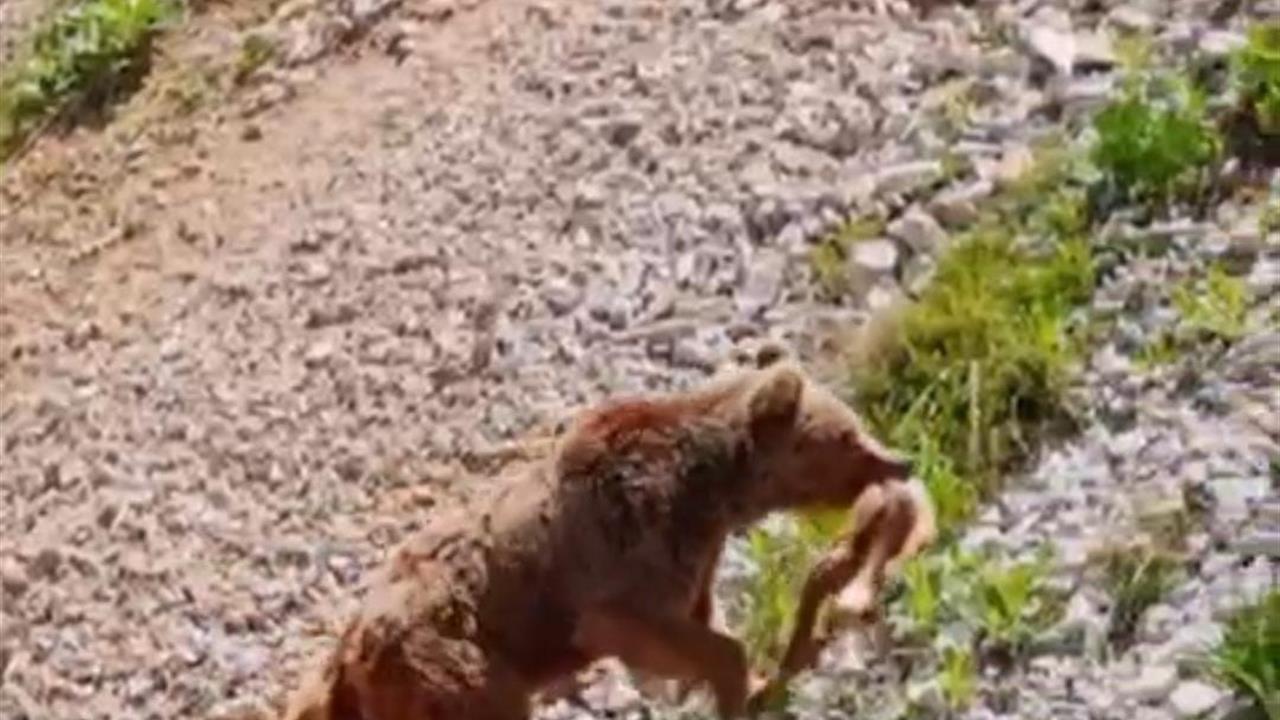 Tunceli Ovacık'ta Dron ile Görüntülenen Ayı, Yavru Dağ Keçisini Avladı