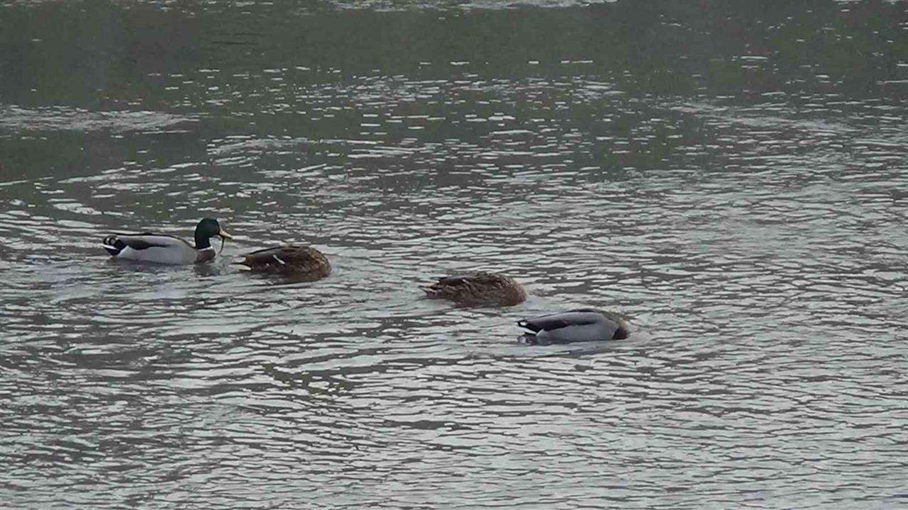 Kars Merkez'de Kars Çayı'nda Yüzlerce Yeşilbaş Ördek Gözlemlendi