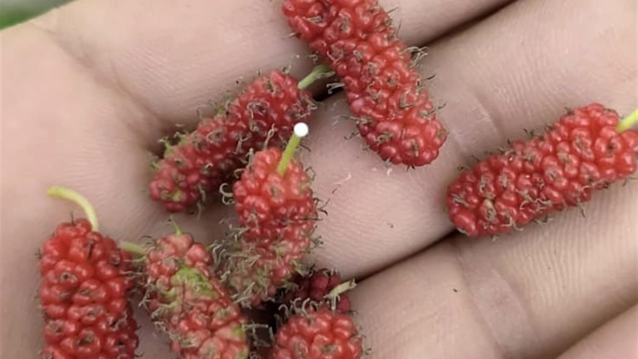 Tunceli Çemişgezek'te Kırmızı Dut Ağaçları İkinci Kez Meyve Verdi