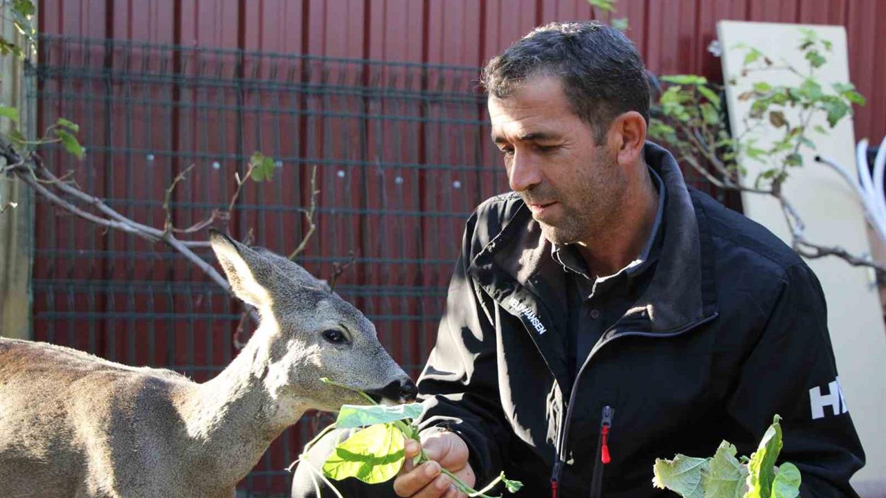 Çanakkale'de Yangından Kaçan Bir Karaca, Dümrek Köyü'nde Evcil Hayvan Haline Geldi