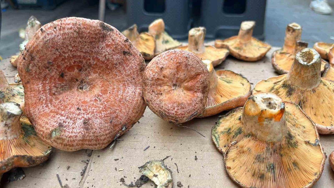 Aydın Koçarlı'da Çıntar Mantarının Kilosu 500 TL'den Başladı