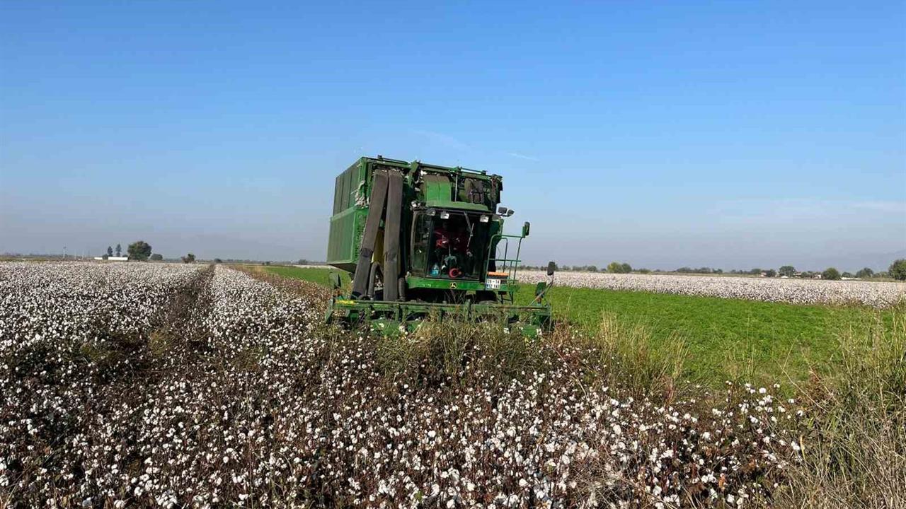 Aydın Koçarlı'da Yağışlar Nedeniyle Pamuk Fiyatları Düşüyor