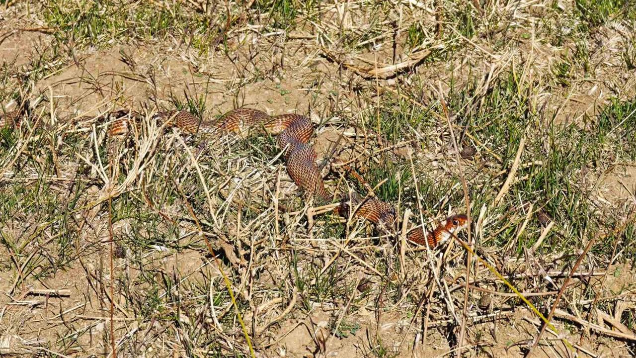 Bitlis Tatvan'da Nadir Görülen Kırmızı Yılan Fark Edildi