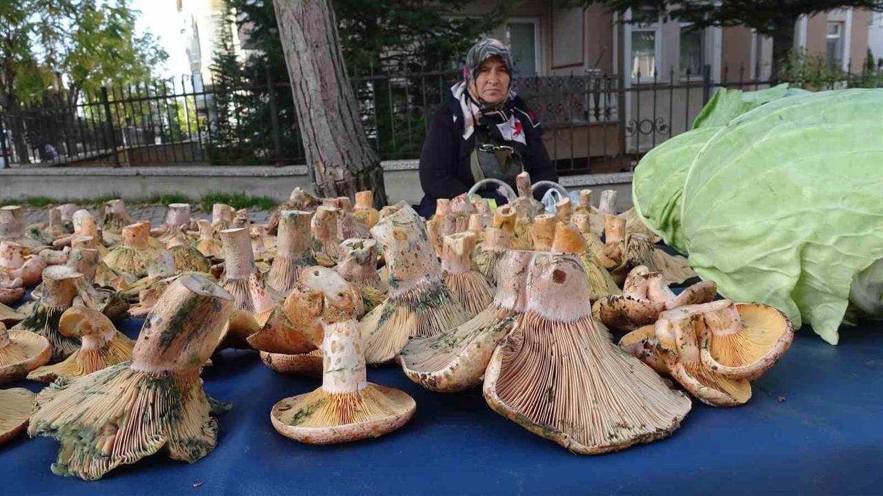 Kütahya Tavşanlı'da Melki Mantarının Fiyatı 200 TL'ye Ulaştı
