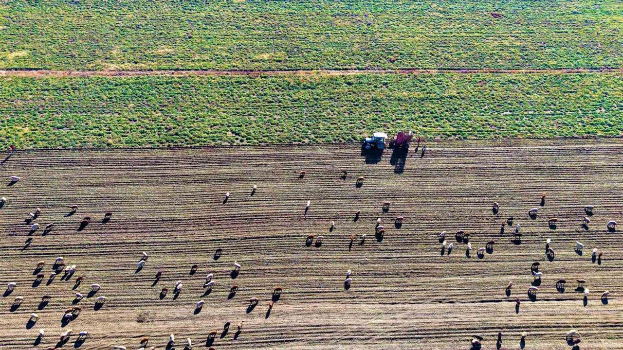 Muş Ovası’nda Şeker Pancarı Hasadı Tüm Hızıyla Sürüyor