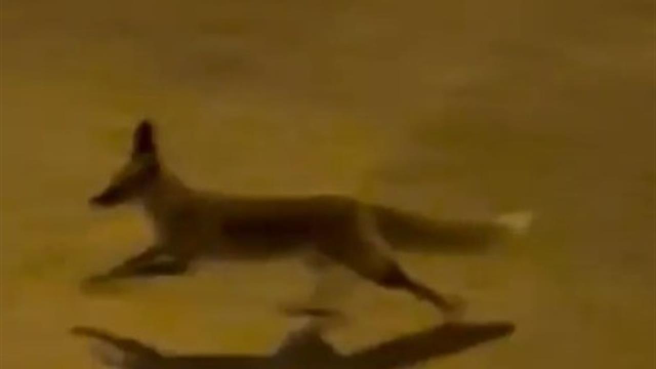 Şanlıurfa Karaköprü'de Tilki, Apartmanlar Arasında Yiyecek Aradı