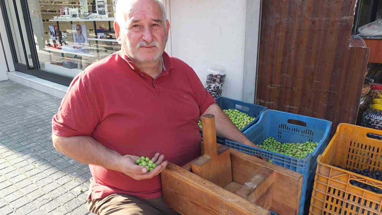 Balıkesir Burhaniye'de Kırma Zeytin Hazırlama Sezonu Açıldı