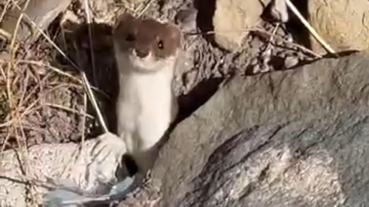 Hakkari Yüksekova'da Görülen Beyaz Gelincik Şehir Merkezini Şaşırttı