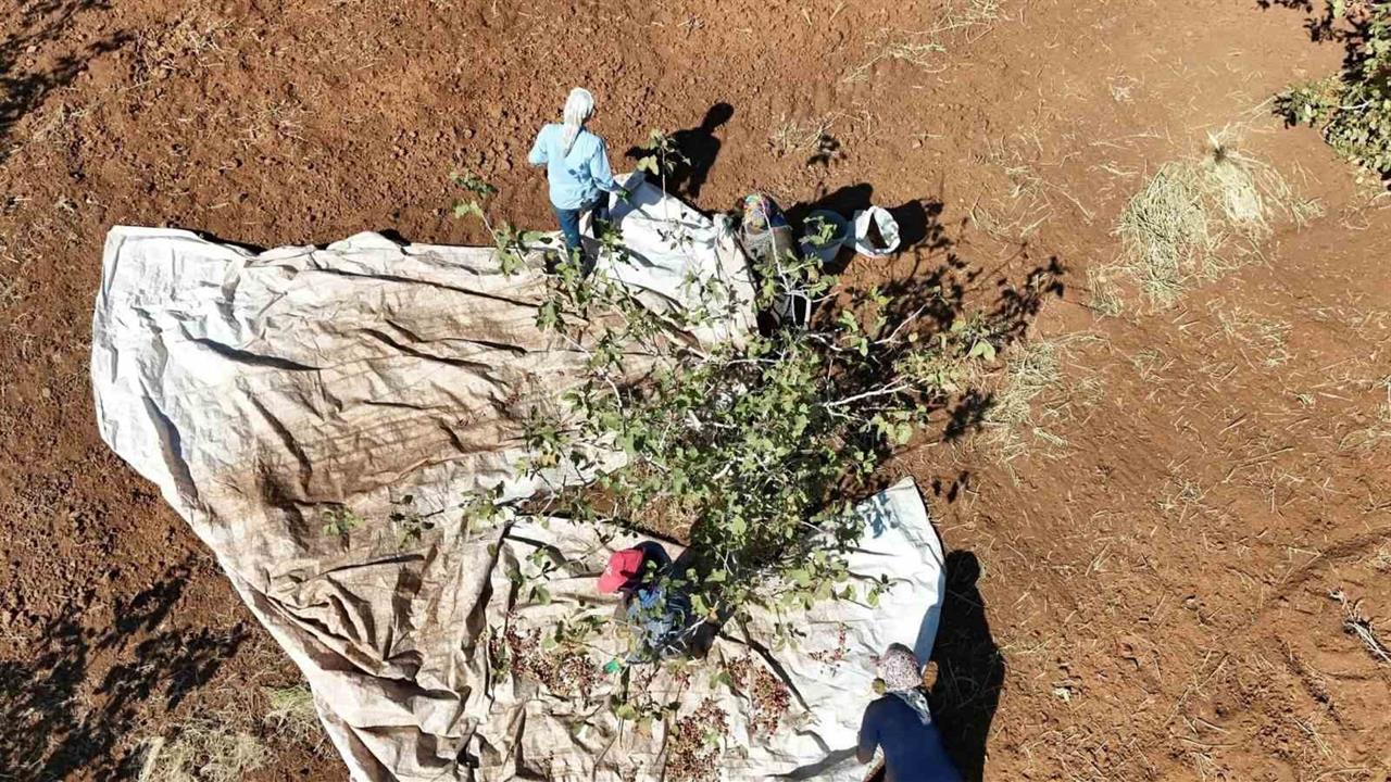 İdil’de Fıstık Hasadı İçin Çalışmalar Hız Kazandı