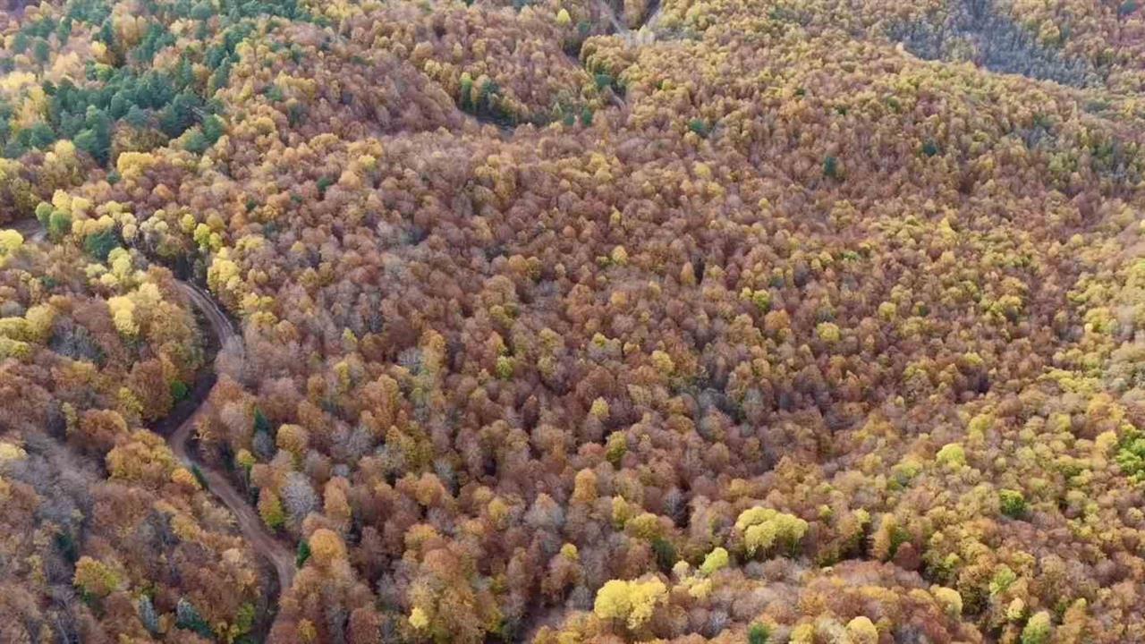 Bolu Mengen'de Sonbahar Renkleri Ormanları Süsledi
