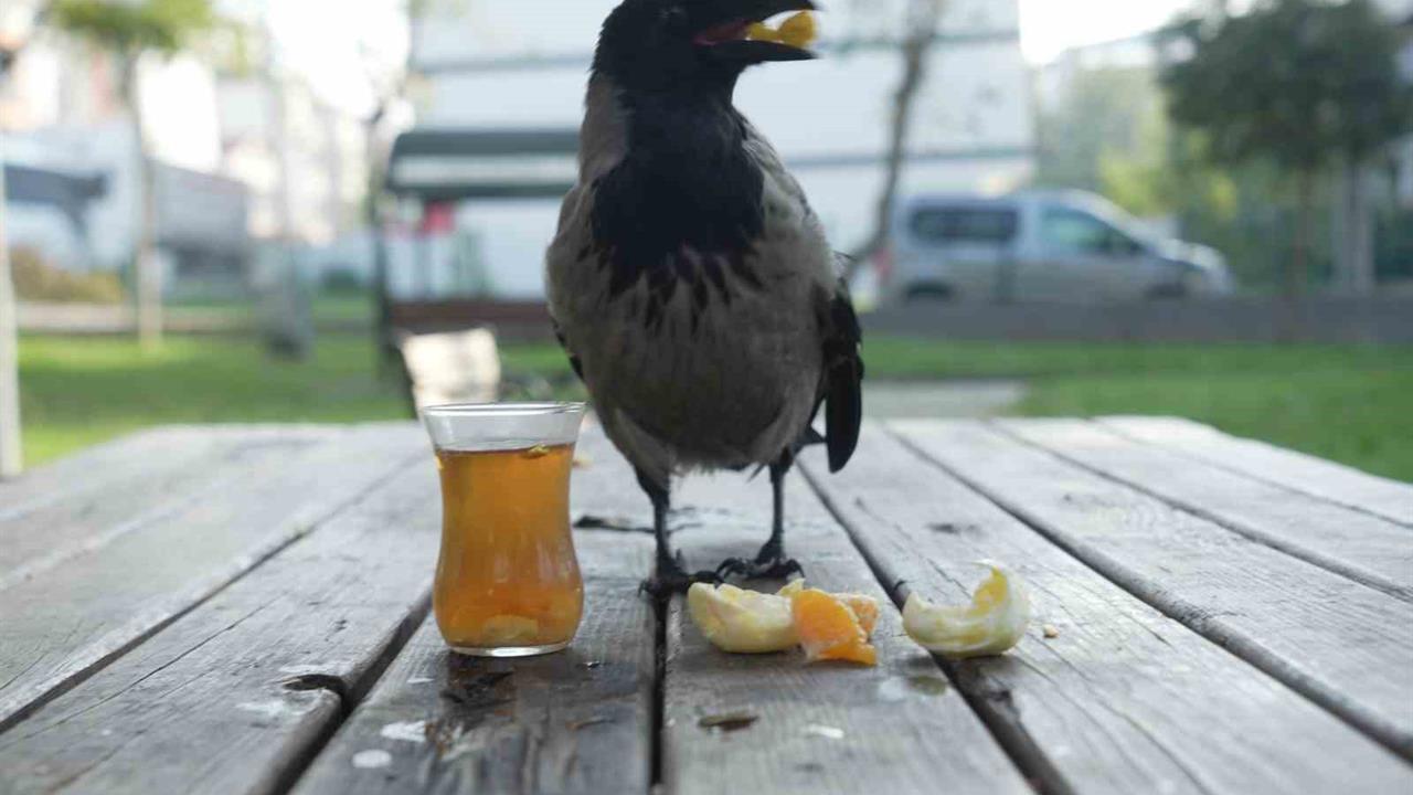 Rize'de Kargasıyla Organik Gıdaları Tüketen Ömer Tek'in Hikayesi