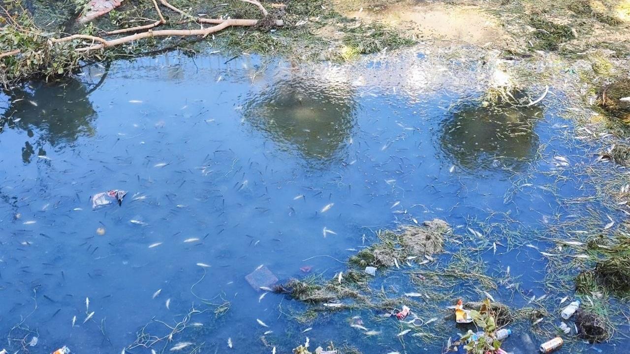 Adana'da Kuraklık ve Kirlilik Nedeniyle Sulama Kanalında Yüzlerce Balık Telef Oldu