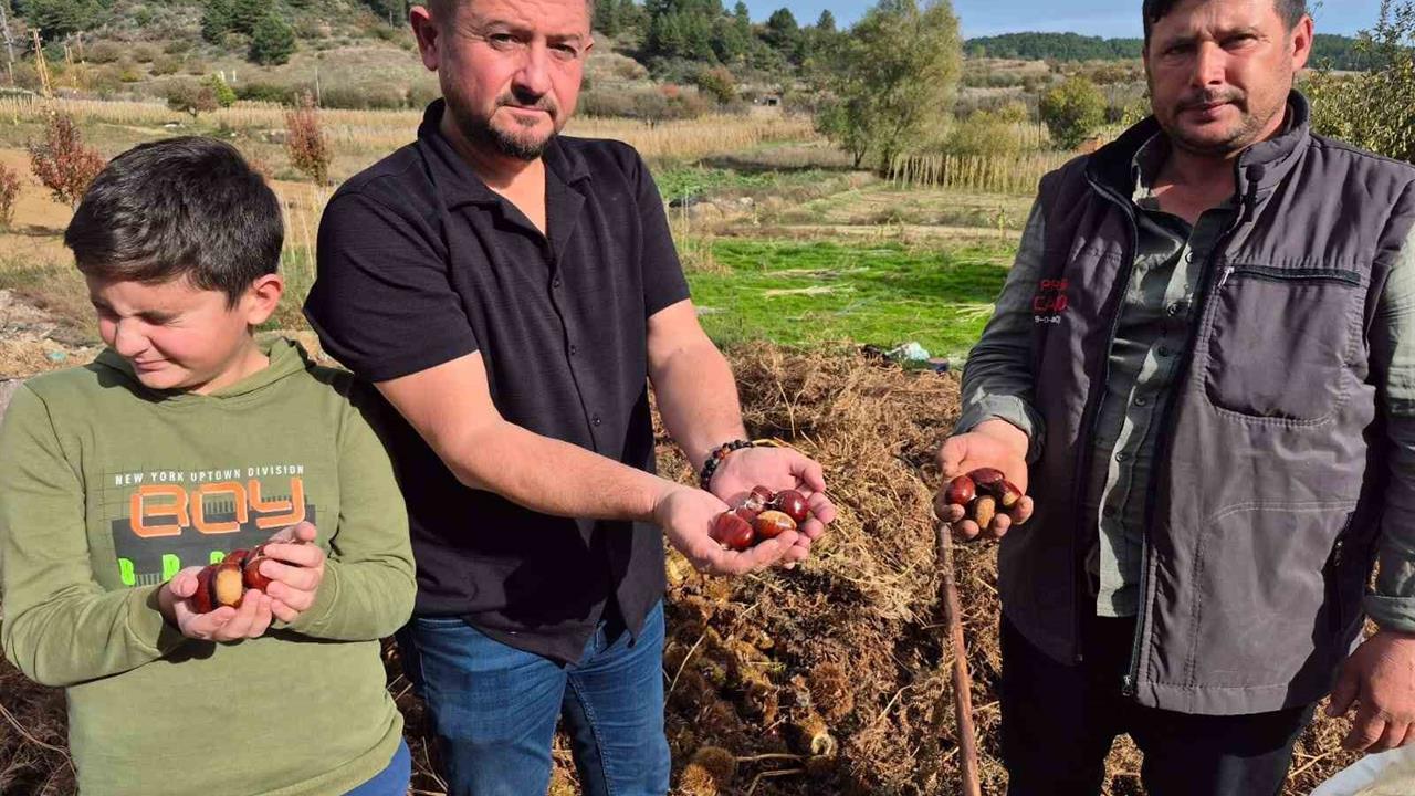 Buldan'da Kestane Hasadı Zamanı ve Üretim Detayları