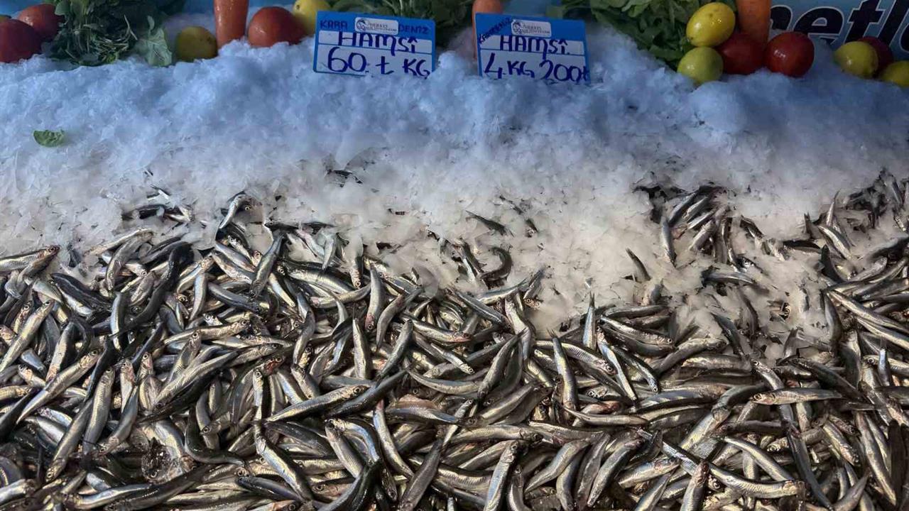 İstanbul Beylikdüzü'nde Hamsi Kilogram Fiyatı 60 Liraya Geriledi