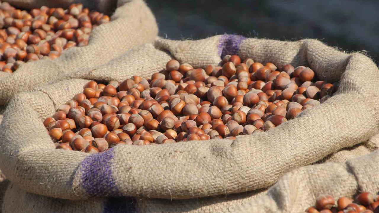 Ordu'da Fındık Üreticileri Ferrero'ya Manipülasyon İddiasıyla Tepki Gösterdi