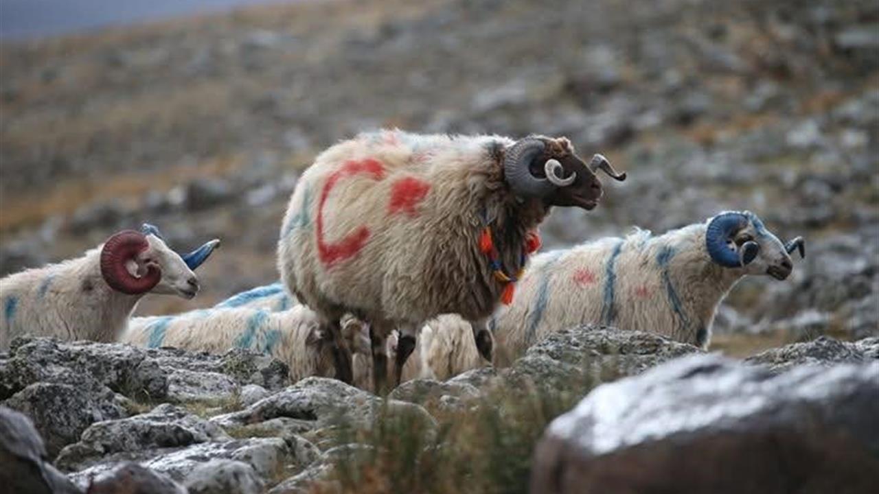 Kars Arpaçay'da Koç Katım Töreni Renkli Görüntülere Sahne Oldu