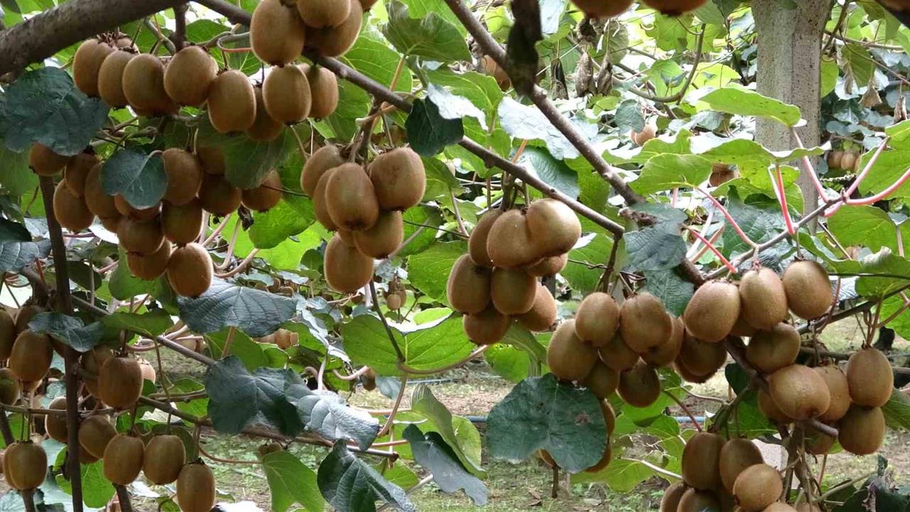 Samsun Çarşamba'da Kivi Hasadı Başladı, Hedef Türkiye Birinciliği
