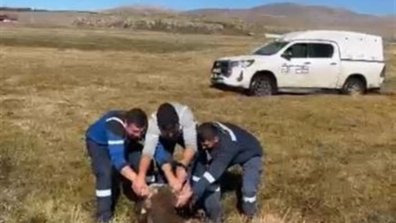 Ardahan Hanak'ta Bataklığa Saplanan İnek, Ekipler Tarafından Kurtarıldı