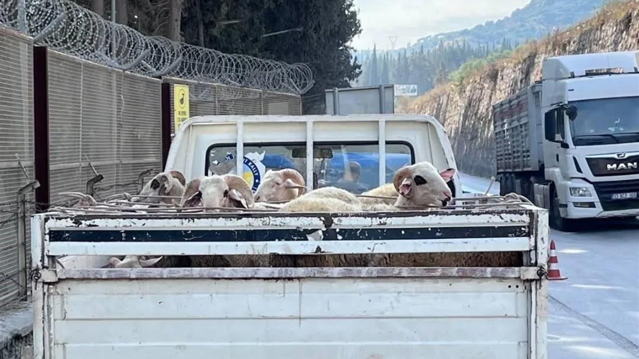 Aydın'da Hayvan Hastalıklarıyla Mücadele İçin Yol Kontrolleri Yapılıyor