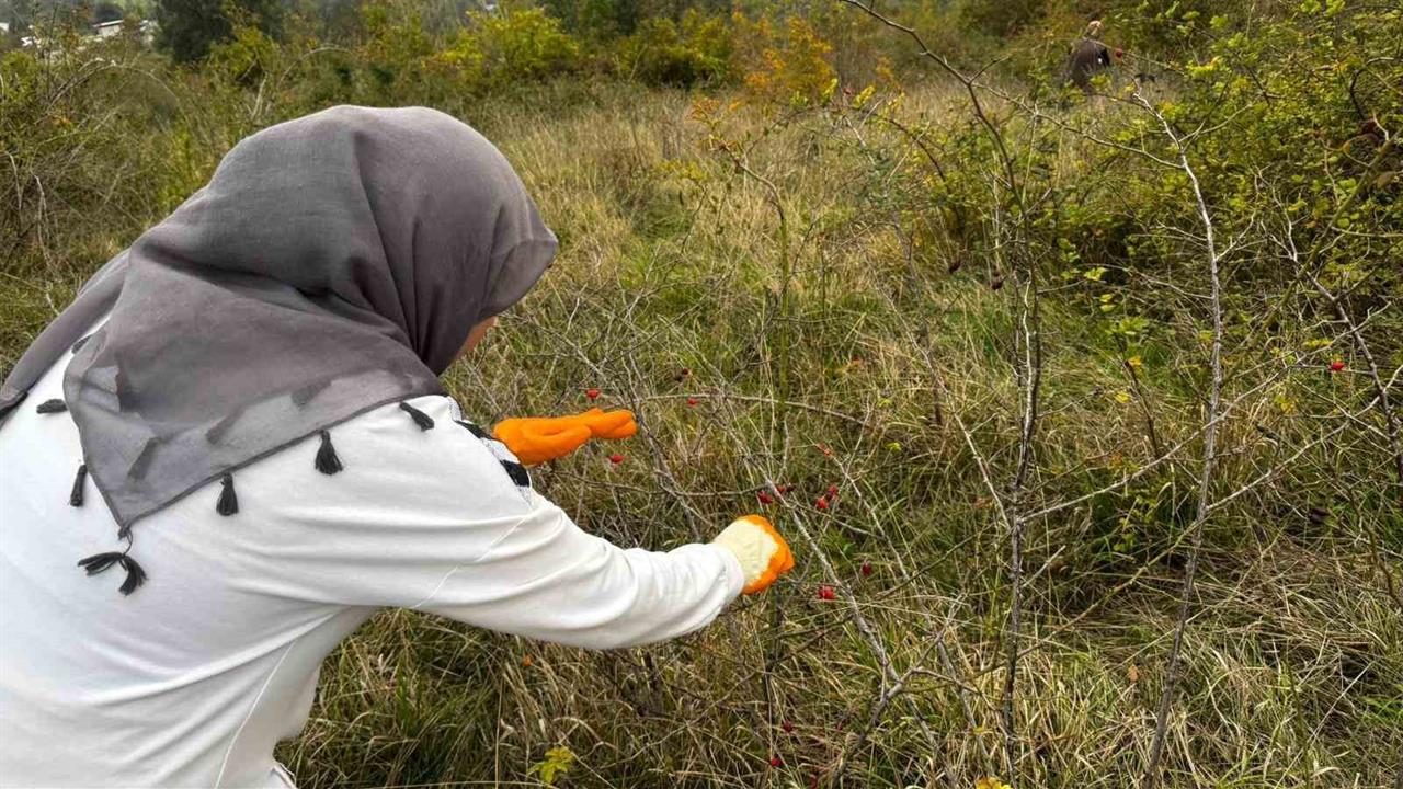 Zonguldak Alaplı'da Kuşburnu Hasadı Başladı ve Sofralara Geliyor