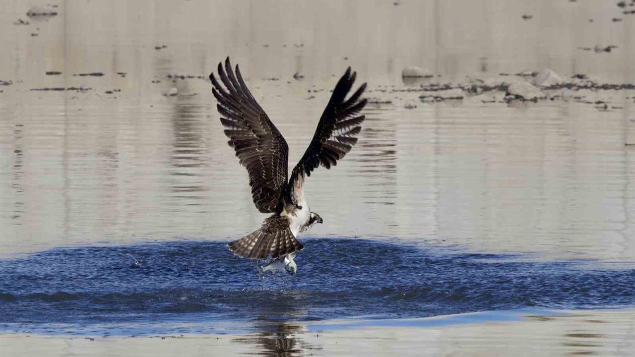 Kastamonu Abana'da Kuş Fotoğrafçıları Balık Kartallarını Çekti