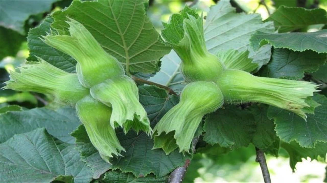 Düzce'den Avrupa Birliği Ülkelerine 15 Bin 760 Ton Fındık İhraç Edildi