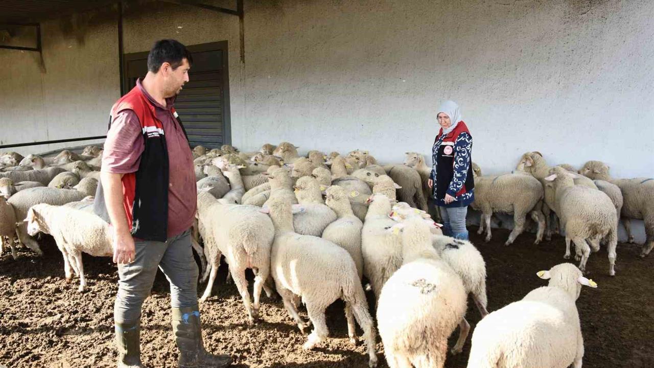 Aliağa İzmir'de Üreticilere Hibe Olarak Koyun ve Koç Teslimi Yapıldı