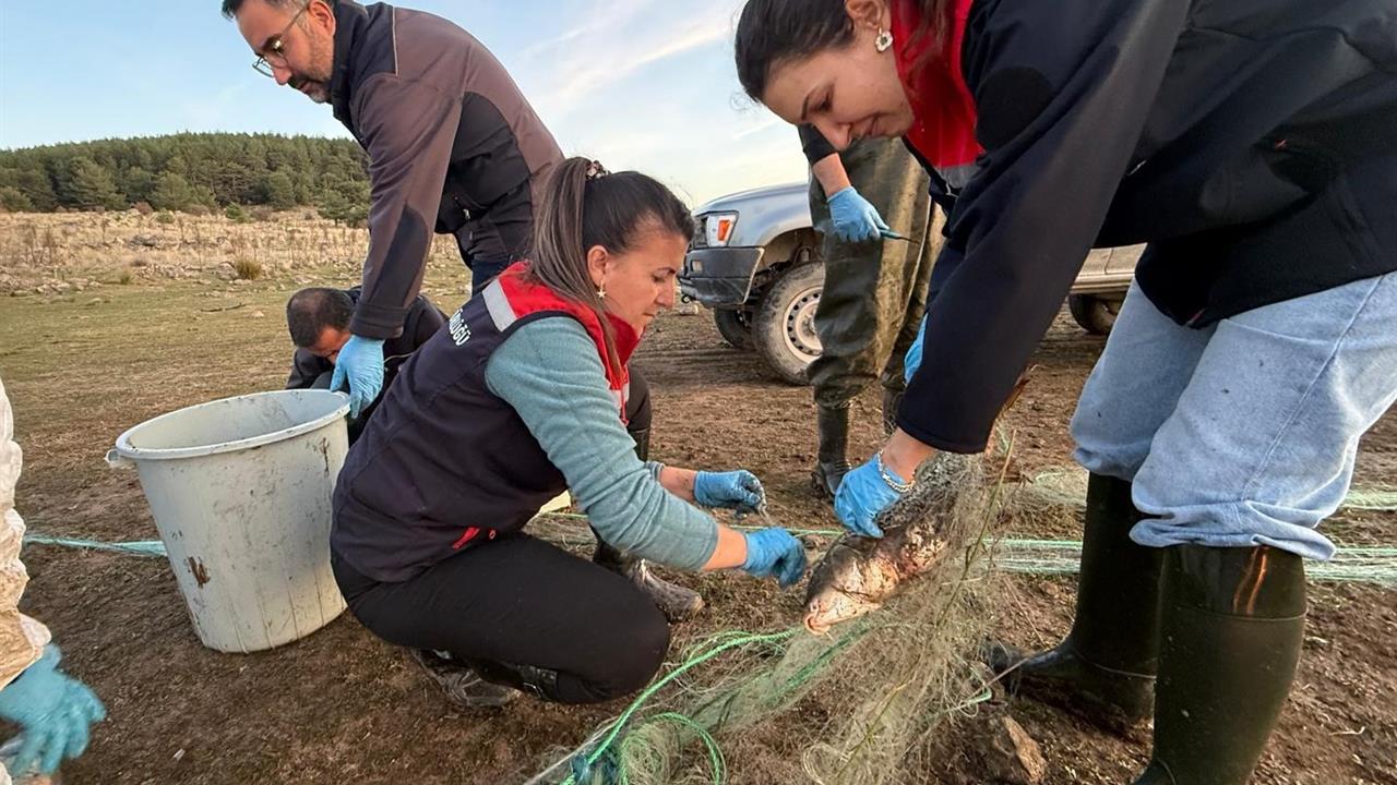 Bolu Seben'de 5 Kilometre Uzunluğunda Hayalet Ağdan 500 Balık Kurtarıldı