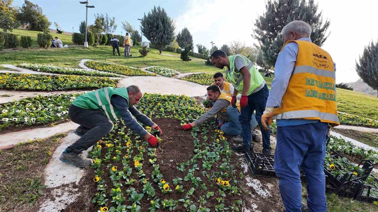 Şanlıurfa Büyükşehir Belediyesi, 400 Bin Mevsimlik Çiçek Üreterek Kendi Kaynaklarını Değerlendiriyor