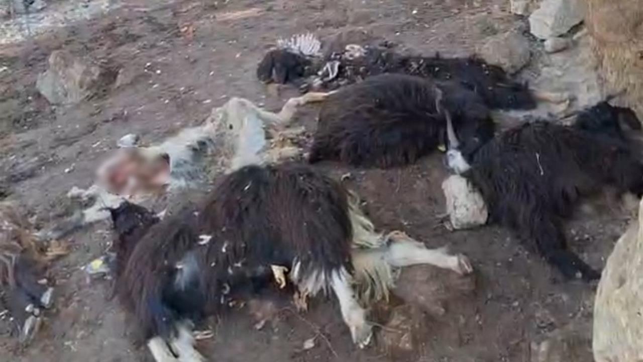 Batman Sason'da Kurt Saldırısı Sonucu 10 Keçi Telef Oldu