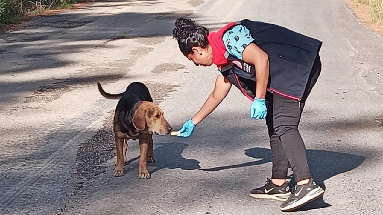 Tarsus'ta Sahipsiz Hayvanları Kımliklendirme ve Kayıt Altına Alınma Çalışması