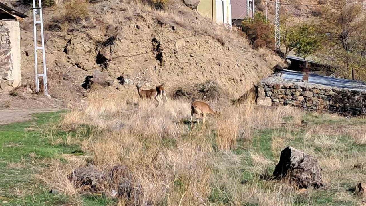Erzurum Olur'daki Ormanağzı Köyü'nde Yaban Keçileri Serbestçe Otluyor