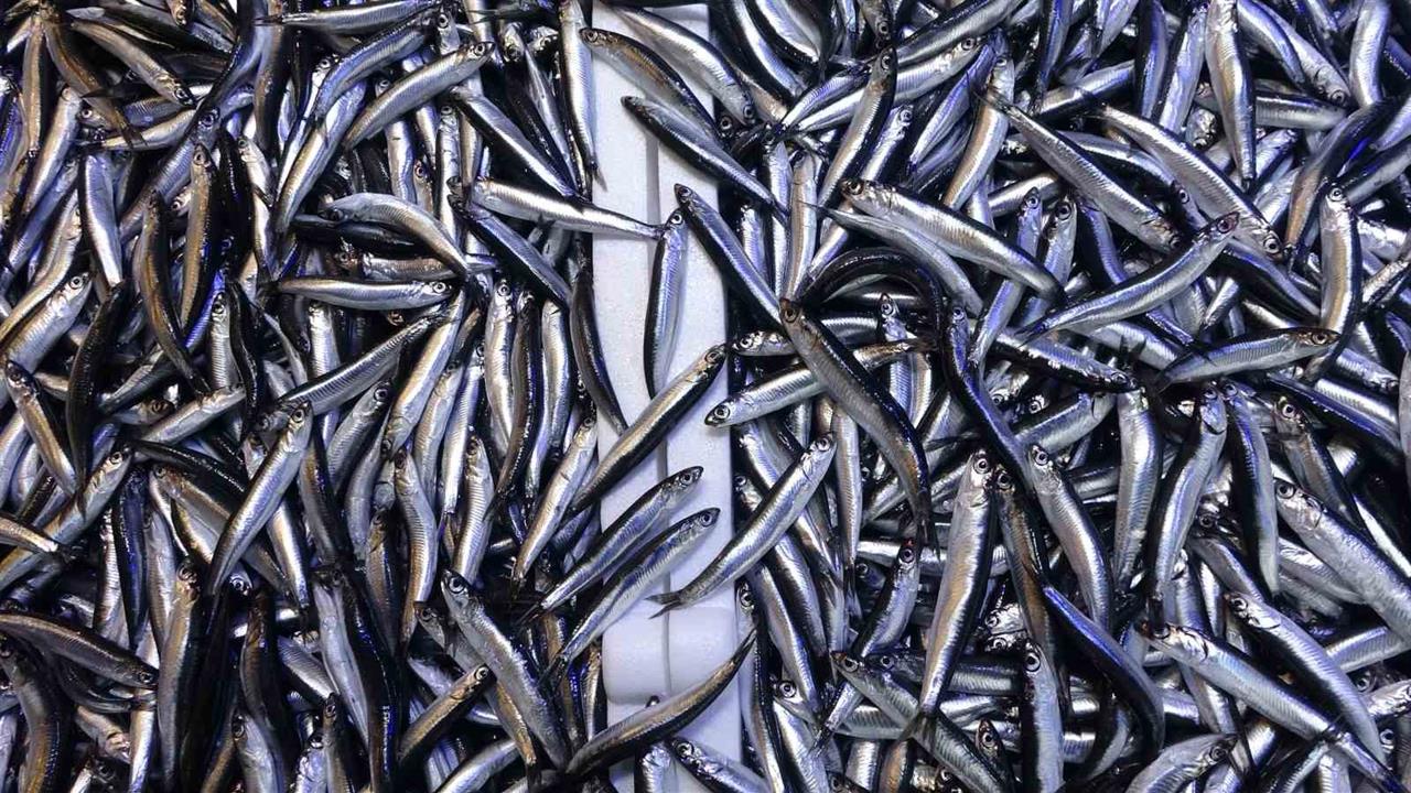 Trabzon'da Hamsi İhracatında Beklenen Artış Gerçekleşmedi