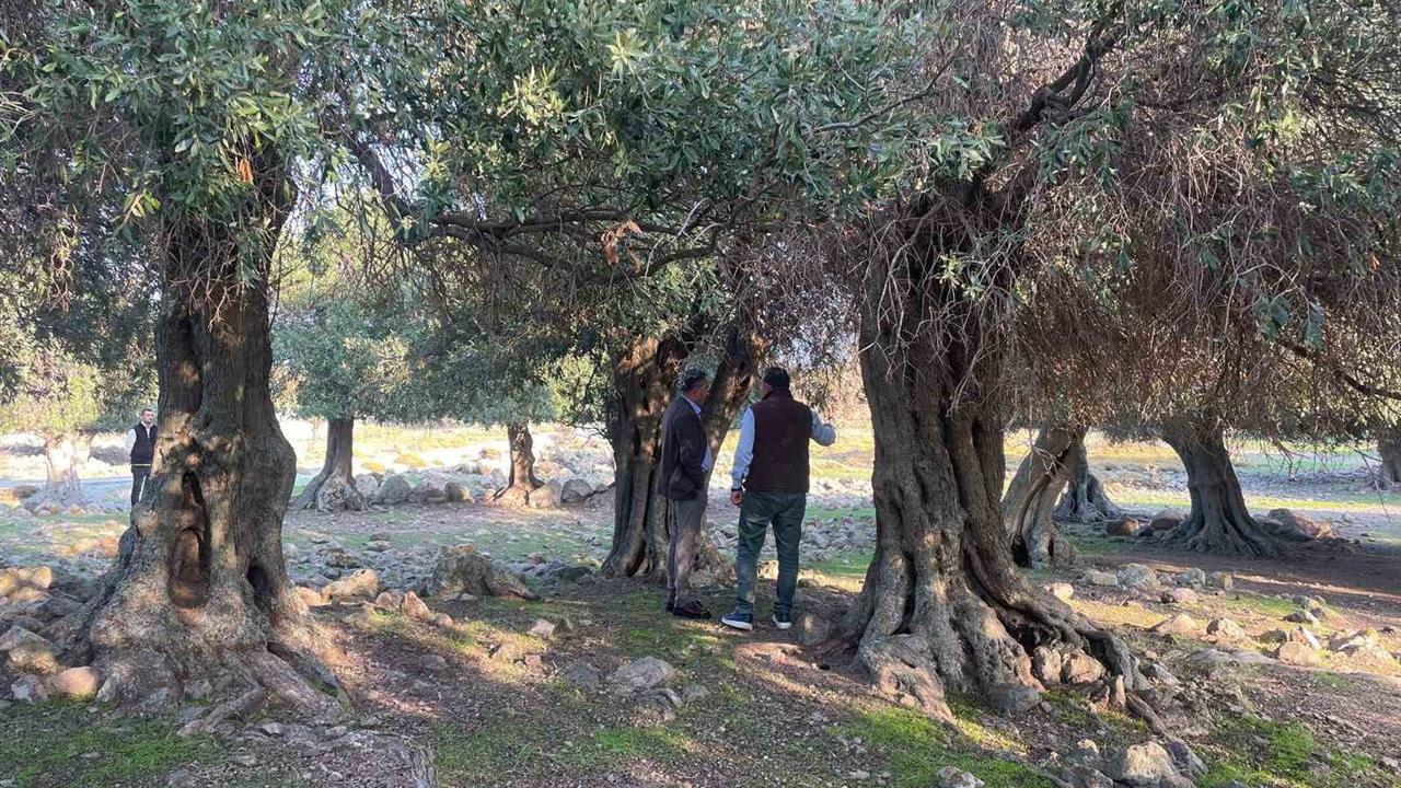 Gökçeada'da Yüzyıllardır Sadece Burada Yetişen Ladolia Zeytini Hakkında Bilgiler